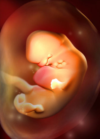 胎儿头围发育标准_胎儿发育标准_胎儿头围发育标准对照表