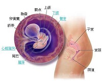 怀孕第5周 怀孕征兆