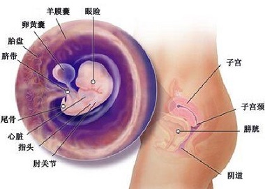 怀孕第7周胎宝宝发育状况