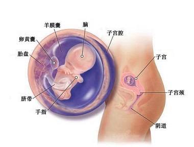 怀孕第10周胎宝宝发育情况