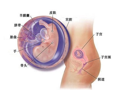 怀孕第11周胎宝宝发育情况