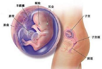 怀孕第12周胎宝宝发育情况
