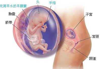 怀孕第13周胎宝宝发育情况
