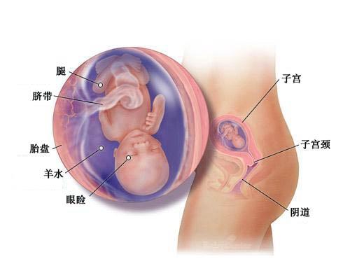 怀孕第15周胎宝宝发育情况