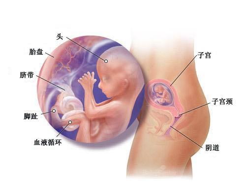怀孕第16周胎宝宝发育情况
