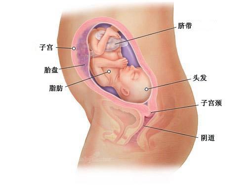 怀孕第25周胎宝宝发育情况