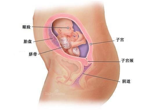 怀孕第21周胎宝宝发育情况