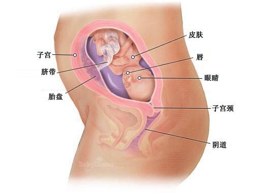 怀孕第22周胎宝宝发育情况