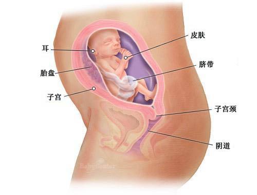 怀孕第23周胎宝宝发育情况