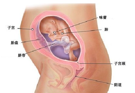 怀孕第24周胎宝宝发育情况