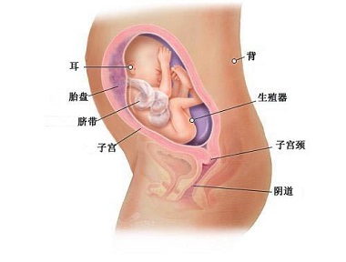 怀孕第26周胎宝宝发育情况