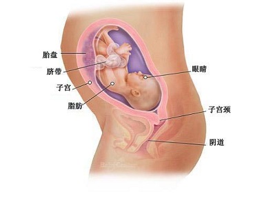 怀孕第28周胎宝宝发育情况