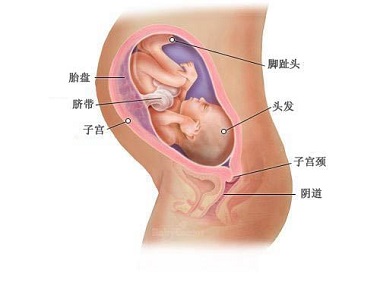 怀孕第32周胎宝宝发育情况