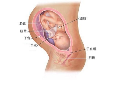 怀孕第35周胎宝宝发育情况