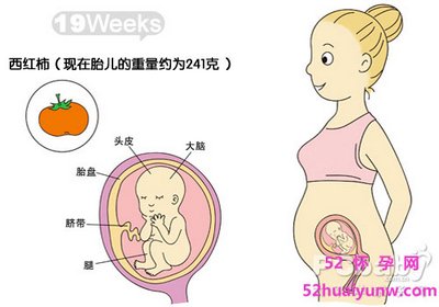 孕妇怀孕19周胎儿发育图