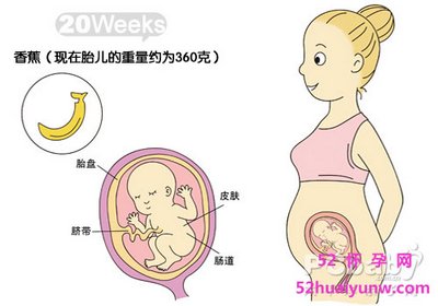 孕妇怀孕20周胎儿发育图