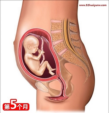 孕妇怀孕五个月胎儿图