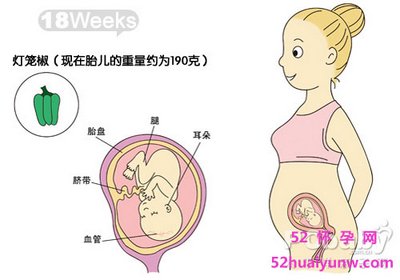 18周胎儿在母体图片图片