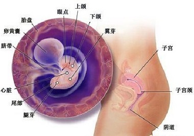 怀孕四十天胎儿图（1）