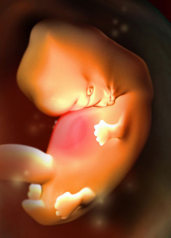 怀孕四十天胎儿图（2）