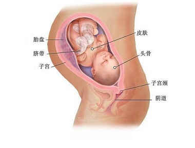 怀孕33周胎儿图（1）