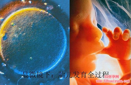 胎儿发育全过程图【高清显微镜3D图】
