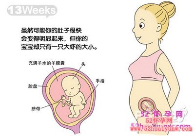 怀孕13周胎儿图