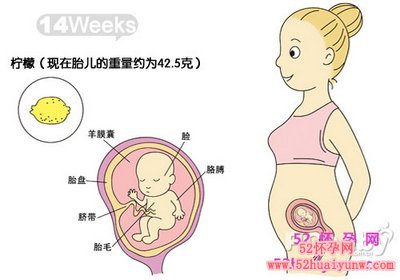 怀孕14周胎儿图