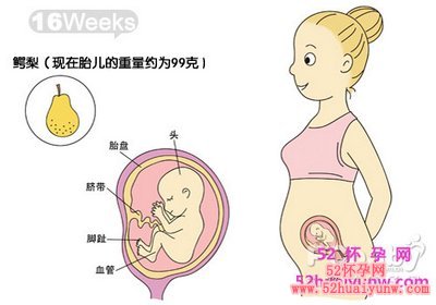 怀孕16周胎儿图